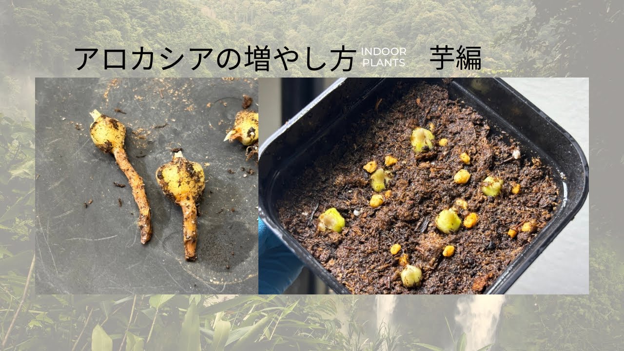 Masayo ページ アロカシア芋3個 Masayo 様 専用ページ アロカシア芋3個 アロカシアの増やし方 芋編