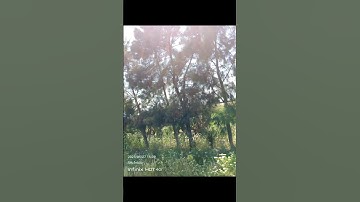 #سورة #التكاثر #بصوت #الشيخ_ماهر_المعيقلي
