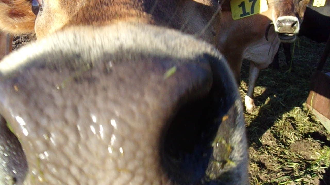 Chopping Alfalfa and Oats for the Cows 2018 YouTube