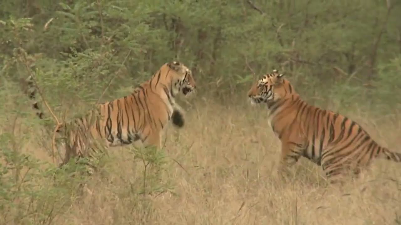 Nepal's Wild Tiger Count Climbs 20% in Four Years, Reaching 429