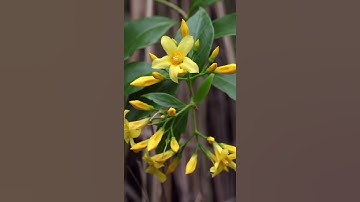 Lá ngón cực độc