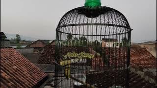 trucukan ropel suara ngebass ngotot fighter cocok buat pancingan trucukan lain