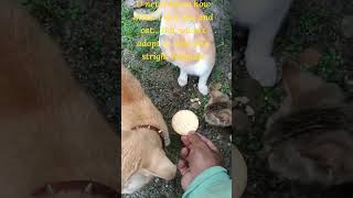 im animals lover but no money to adopt it help mes