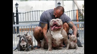 KING OF EXTREME AND HIS PUPPIES .BIGDOGS ROMANIA MR.CUB .2022