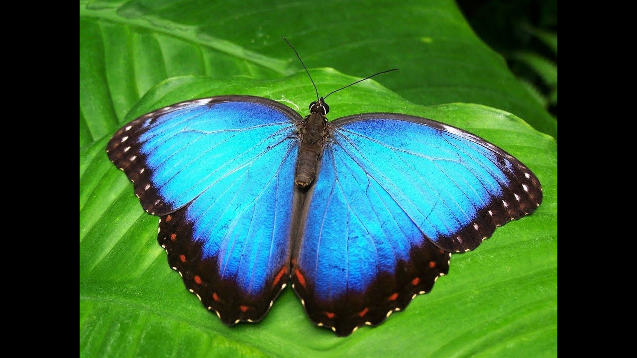 Koleksi Foto Kupu Kupu  Cantik I Beautiful Butterflies I YT 