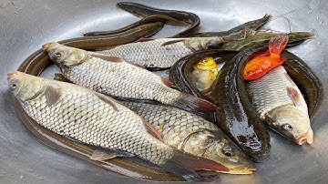 Kem Chanel dùng ô tô chở các con vật: cá chép, cá, cá vàng, con tôm, lươn, chạch, vào bể cá khổng lồ