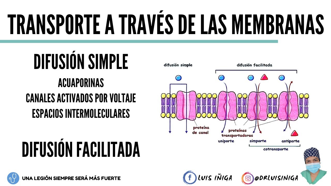 Fisiología Transporte a través de las membranas Difusión Simple y Difusión Facilitada YouTube Fisiología Transporte a través de las membranas Difusión Simple y Difusión Facilitada YouTube