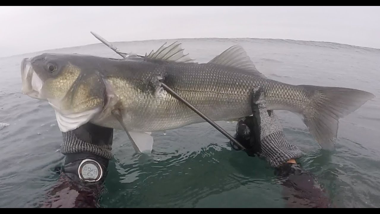 Chasse sous marine - Bar / homards / araignées ...