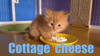 My cottage cheese // Мой творог! by Cat House 229 views 2 years ago 5 minutes, 40 seconds