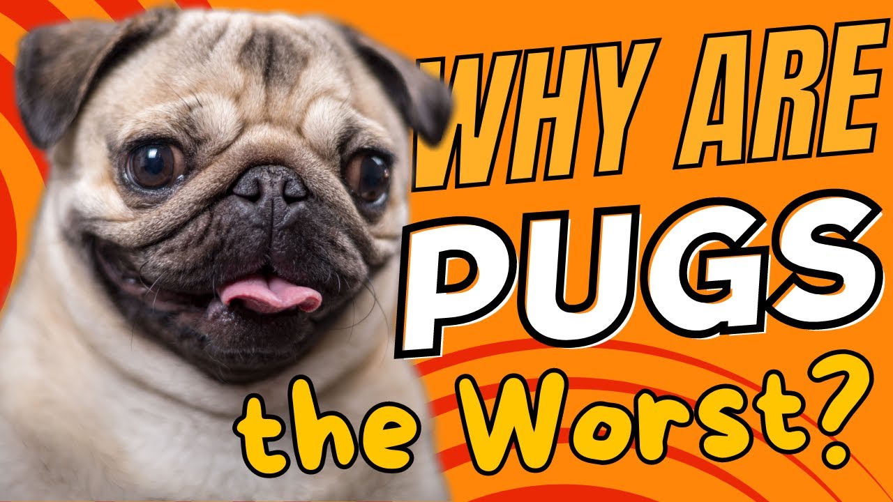 Why Are Pugs the Worst?🤔🐾