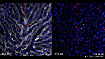 Effector CD8+ T (CD8 TE) cells crawl along liver sinusoids