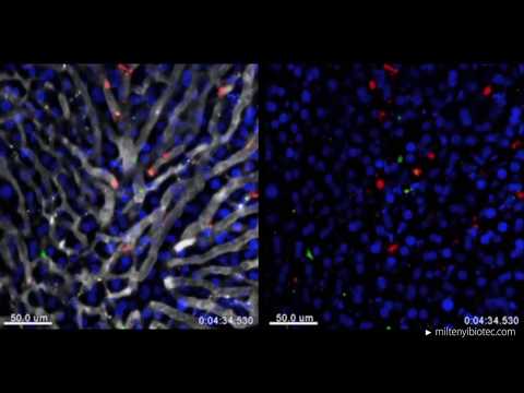 Video: Die NKG2D-Signalisierung Zertifiziert Effektor-CD8-T-Zellen Für Die Speicherbildung