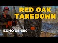 Red Oak Take Down With Echo CS-590 Timber Wolf