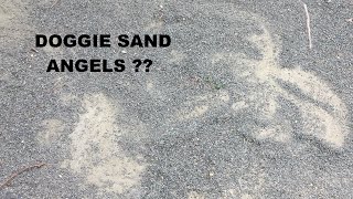 Funny Dog Making Snow Angels (Sand Angels really) by Jill Marie 129 views 7 months ago 1 minute, 16 seconds