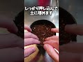 スーパーのかぼちゃの種まいたらガチでめちゃくちゃでかい芽が出た #shorts
