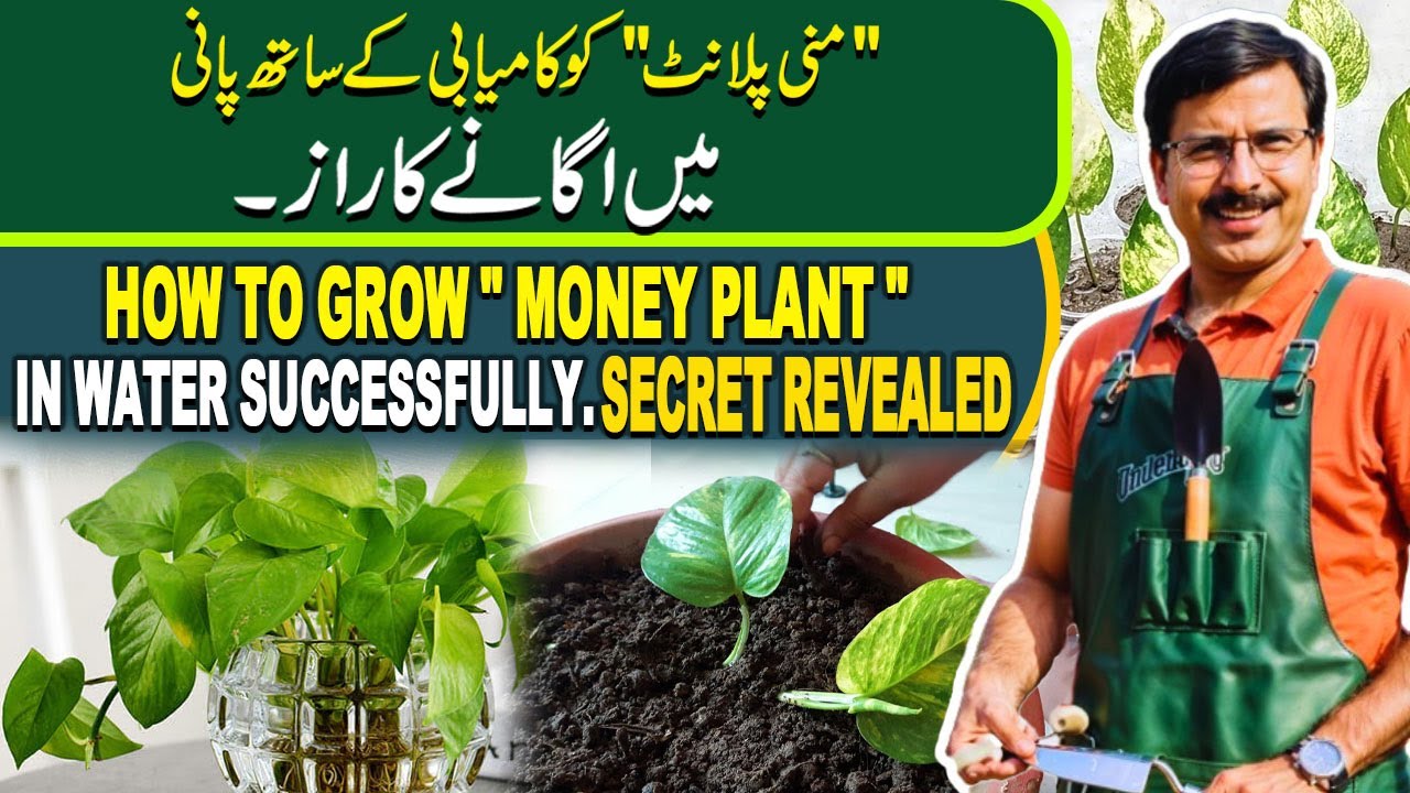How to grow 