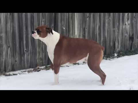 snow-pups