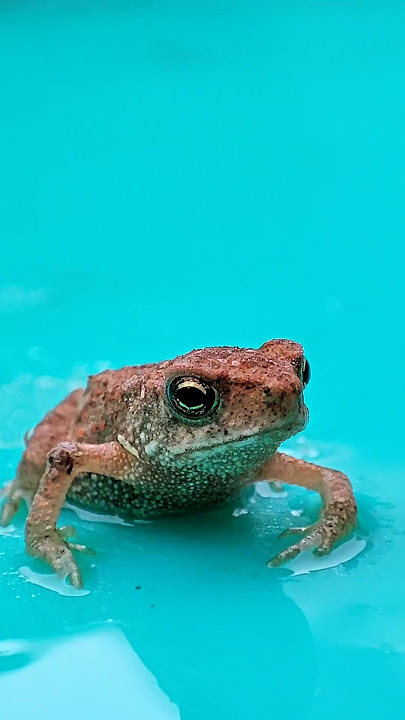 #frog Redmi Note  10 pro MacroLens