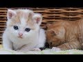 保護して家族になったかわいい三毛子猫の成長記録