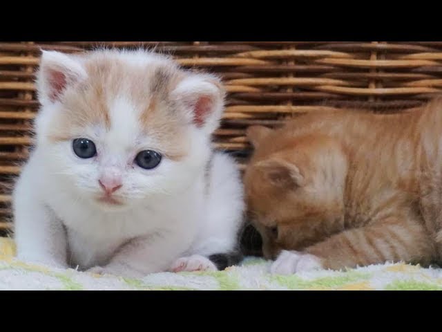 あら、かわいいの見つけた😁✨✨ 1年くらい前のジャック。 #ねこ
