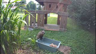 groundhog getting a drink at the water