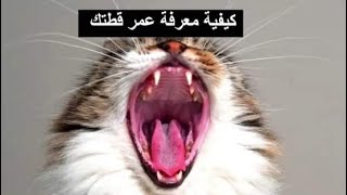 كيفية تحديد عمر قطتك🐈❤كيف أعرف عُمر القطط من أسنانها؟