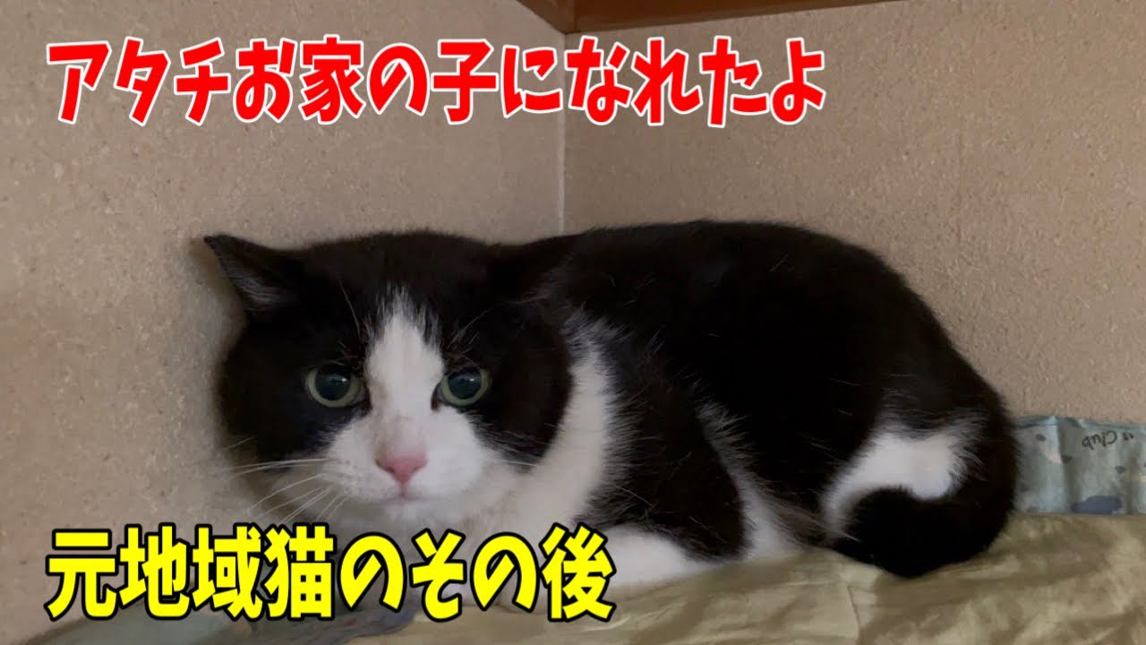 Former Community Cats That Became House Cats - YouTube