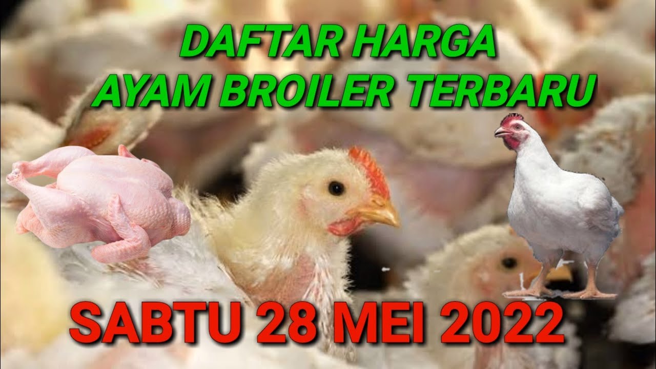 Harga Ayam Broiler Hari Ini Sabtu 28 Mei 2022 - YouTube