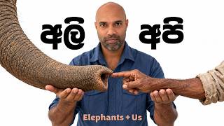 අලි සහ අපි Elephants & Us | Dr. Ru Somaweera | #යංසත්තුබලන්න #rugoeswild