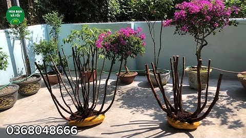 Hoa sim rừng hàng bụi rễ nhiều.Hoa bạn và tôi