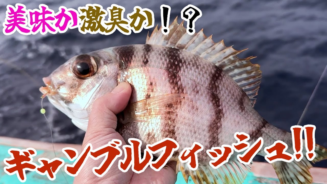 美味か激臭か！？ギャンブルフィッシュ食べてみた