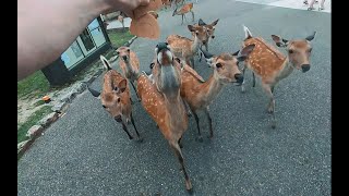 What it&#39;s like to feed Deer at Nara Park 奈良公園で鹿せんべいを買うと