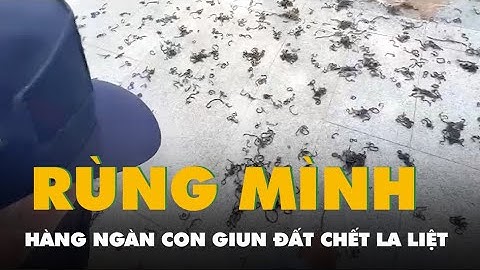 Rùng mình cảnh hàng ngàn con giun đất nằm chết la liệt trên vỉa hè ở Quảng Ngãi
