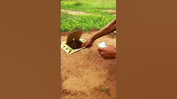 Best quick Bird Trap using Cardboard Box #shorts