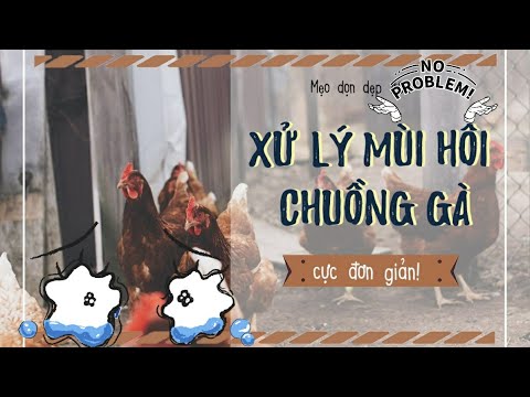 Cách xử lý mùi hôi khi nuôi gà