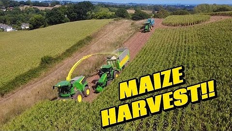 MAIZE HARVEST STARTS! 