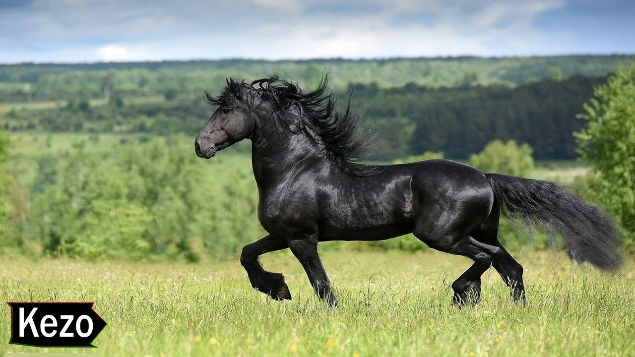 Best Mountain Stallion meet Andalusian horses, Yegua sementa