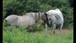 Horse Speak Book Trailer