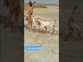 مکھی چینی بکریggoat business in Pakistan #whitegoat #goatfarming #goat #beautifullgoats #beautifull