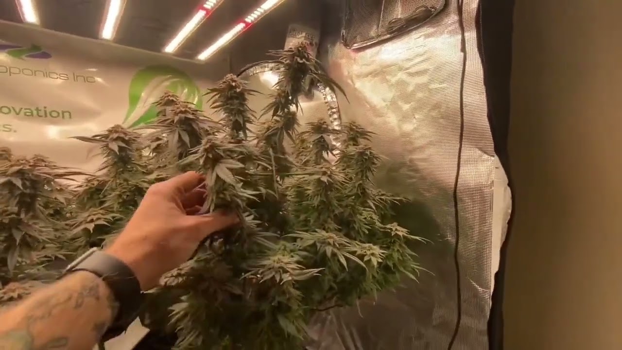 West Coast Croppers - Harvest Day! JOTI Black Cookies Mars Hydrofce4800 HydrobucketRDWC TNB Naturals