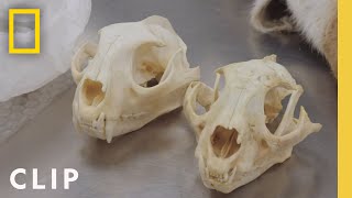Hyena Skulls and Suspicious Batteries | To Catch a Smuggler: South Pacific | National Geographic