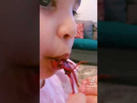 العراقيين يأكلون حشرات 