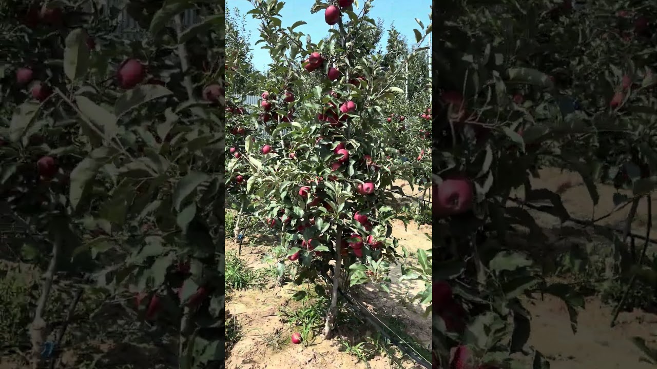 Premium Big Bucks Gala apple plants available for orchards across India. Interested commit please.