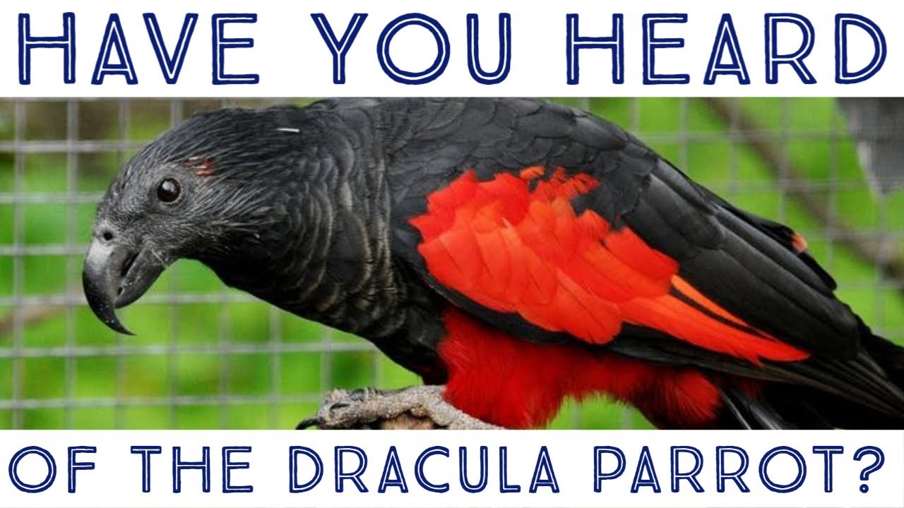 Have you heard of the Dracula Parrot? YouTube