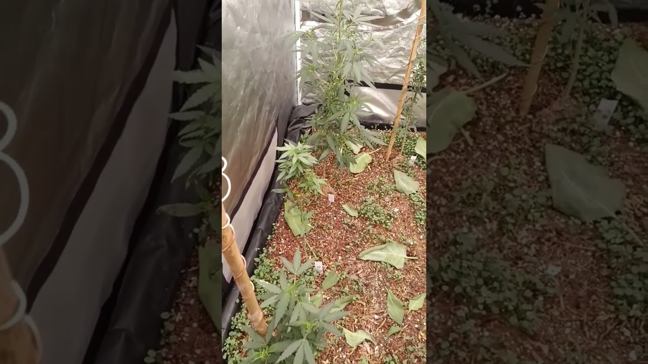 4x4 No-Till Organic Bed Flowering 