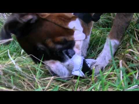 ვიდეო: კარდიომიოპათია მოკრივე ძაღლებში