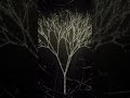 Particle system built in TouchDesigner #TouchDesigner #GenerativeArt #RealtimeGraphics #GLSL