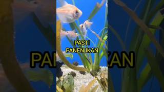 VIRAL‼️PANEN IKAN BACA DOA MANCINGNYA #doamancing #fishing #shortvideo #shorts