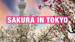 Best Places to View Cherry Blossoms in Tokyo Japan  Spring Travel Tips