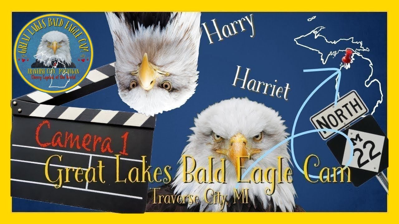 Traverse City, MI Bald Eagle Nest Live Cam 1 #baldeagle #eaglelivecam #wildlife #nature